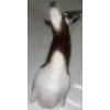 Image 3 : African Blackbuck 9W x 18D x 34T