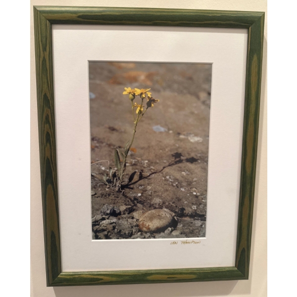 Ian Thompson Art - Framed Photograph Print