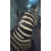 Image 8 : African Zebra Torso 17W x 40D x 76T