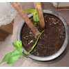 Image 4 : 7 Foot Tall Rubber Tree Plant - Ficus Elastica 