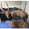 Image 8 : Full-Body Nyala Taxidermy Mount