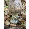 Image 3 : Yard Decor Collection 