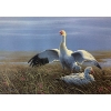 Image 1 : Jean-Luc Grondin "Snow Geese at Nest" Signed Wildlife Habitat Canada Print