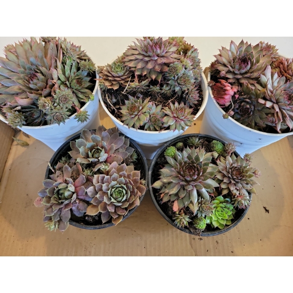 Live Succulent Garden #1 - 3 Large 2 Medium Sized Pots 