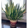 Image 2 : Dracaena Trifasciata Snake Plant Or Mother-in-Law's Tongue Houseplant ( Real Deal)