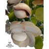 Image 4 : ecorative arrangement featuring moon scallop (Amusium pleuronectes).