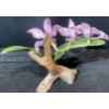 Image 2 : The Angelica Orchid Crafted in Fine Porcelain and the Glossy Amethyst