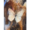 Image 6 : Butterfly Specimen Display Under Glass Dome
