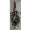 Image 4 : Macrame Plant Holster w/ Assorted Wall Art 25x16