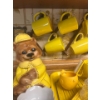 Image 2 : Large Collection Of Yellow Items Coffee Cups, Teddy Bear Cookie Jar, Bowls With Glass Lemon Juicer