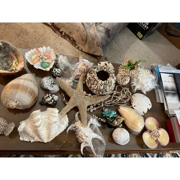 Sea Shell Collection including starfishes, sand dollars large shells, small shelves, shell dishes, a