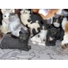 Image 5 : Cat Figurine Collection with Wedgwood Plate