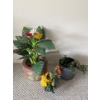 Image 1 : Artificial Plants w/ Pots Plus Living Jade? Plant 
