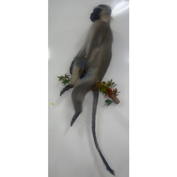 African Monkey 16W x 10D x 42T