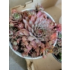 Image 3 : Live Succulent Garden #3 - 3 Large 2 Medium Sized Pots 