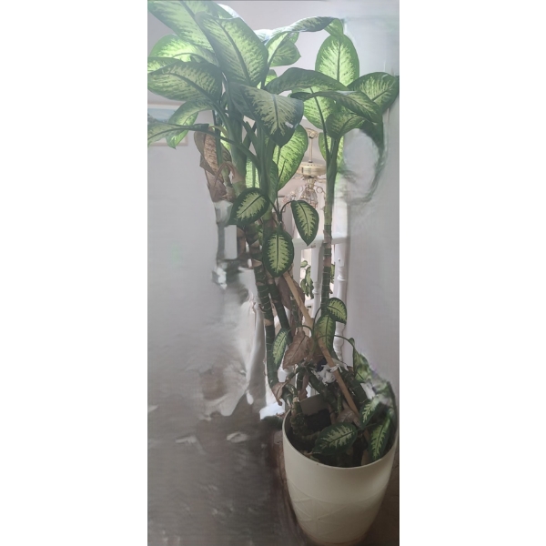 Large Natural Dieffenbachia Houseplant- Pot 16" Diameter, 19 T, Plant Over 5 Feet Tall