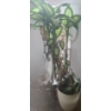 Image 1 : Large Natural Dieffenbachia Houseplant- Pot 16" Diameter, 19 T, Plant Over 5 Feet Tall