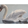 Image 4 : "Following Mama Mute Swans",Artist: R.S.Parker,150 /950,Offset Lithograph Framed Under Glass 35 X 26