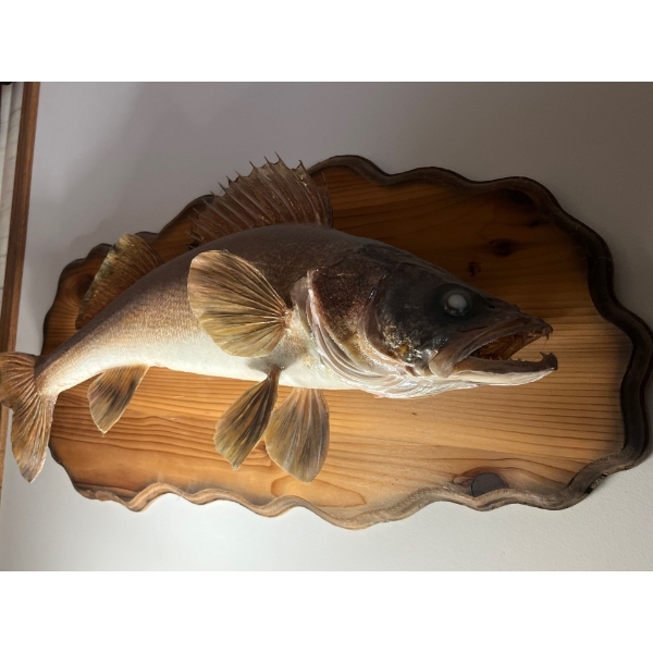  Beautiful walleye mount 30” total length and the Walleye is 28”
