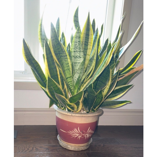 Dracaena Trifasciata Snake Plant Or Mother-in-Law's Tongue Houseplant ( Real Deal)