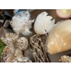 Image 6 : Sea Shell Collection including starfishes, sand dollars large shells, small shelves, shell dishes, a