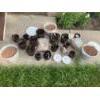 Image 1 : No Soil - Hydroponic Growing System - Planting Pots, Water Gauges, Clay Pebbles, Nutrient For Water 