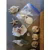 Image 7 : Assorted Sea Shells Fossilized Rocks & More