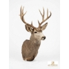 Image 2 : DEER - MULE