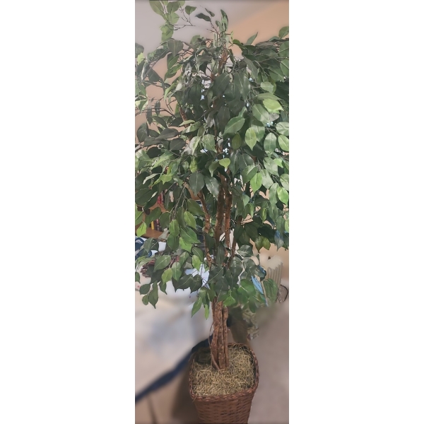 Artificial Ficus Tree 13 W, 13 D, 70 T 