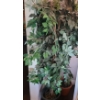 Image 3 : Set of 4 Artificial Ficus Plants 66 T (One Has Some Red Leaves)