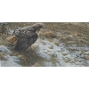 Image 2 : Numb. Print 513/950 "Spring Thaw- Redtailed Hawk", Artist Robert Bateman, 43 X 29 Framed Under Glass