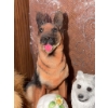 Image 5 : Dog Figurine Collection