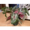 Image 3 : Trumpet Tootin' Jazz Man 22T w/ End Table 16T & Faux House Plant