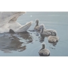 Image 5 : "Following Mama Mute Swans",Artist: R.S.Parker,150 /950,Offset Lithograph Framed Under Glass 35 X 26