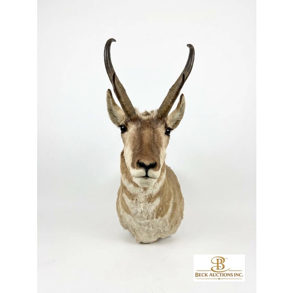 ANTELOPE