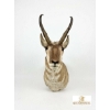 Image 1 : ANTELOPE