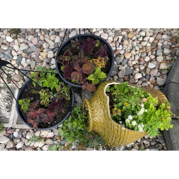 3 Outdoor Potted Plants - Decorative Pot Vase & More 16L