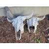 Image 1 : Pair Of Bleached Bull Skulls 18T