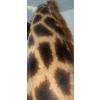 Image 4 : African Giraffe Torso 96T x 48W  x 48D