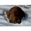 Image 2 : Huge Rock That Resembles A Dog - Must See !! 20"Long 