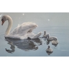 Image 2 : "Following Mama Mute Swans",Artist: R.S.Parker,150 /950,Offset Lithograph Framed Under Glass 35 X 26