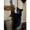 Image 2 : bear cub climbing on tree full mount. Mounted By Jim Boland . Height 89” Width 22”