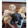 Image 5 : Resin Dogs in Basket Statue 12 T, 8 Diameter Base and 2X Concrete Single Dogs, Resin Group of Dogs