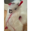 Image 3 : Decorative Llama Mama & Baby 