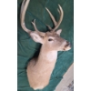 Image 2 : Taxidermy White-Tailed Deer Mount