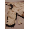 Image 6 : Taxidermy Polar Bear Rug (Severe Damage to Hyde) 85L