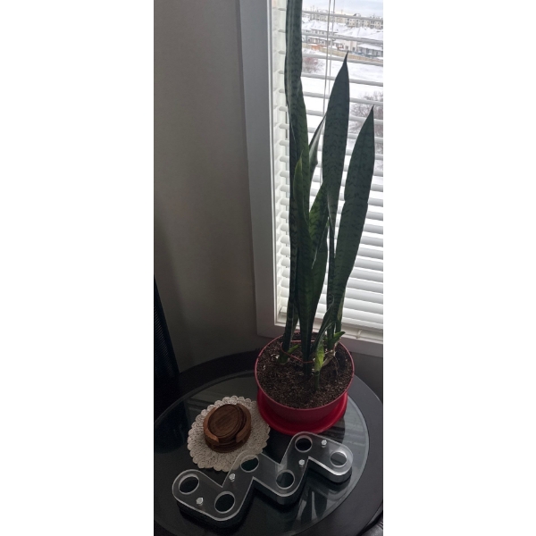 Handcarved Coaster Collection w/ 'Mother In Laws Tongue' Tropical House Plant & More 