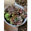 Image 3 : Live Succulent Garden #2 - 3 Large 2 Medium Sized Pots 