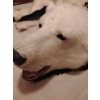 Image 4 : Taxidermy Polar Bear Rug (Severe Damage to Hyde) 85L