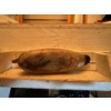 Image 6 : Vintage Antique Rare hand-carved wooden duck decoy, mallard drake, with a worn, hand-painted finish.